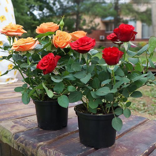 玫瑰花盆栽玫瑰花苗带花苞四季开花好养绿植物室内外阳台花卉月季