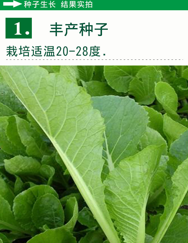 四季小白菜种子 农田菜园基地阳台绿柄纤维少小白菜蔬菜籽