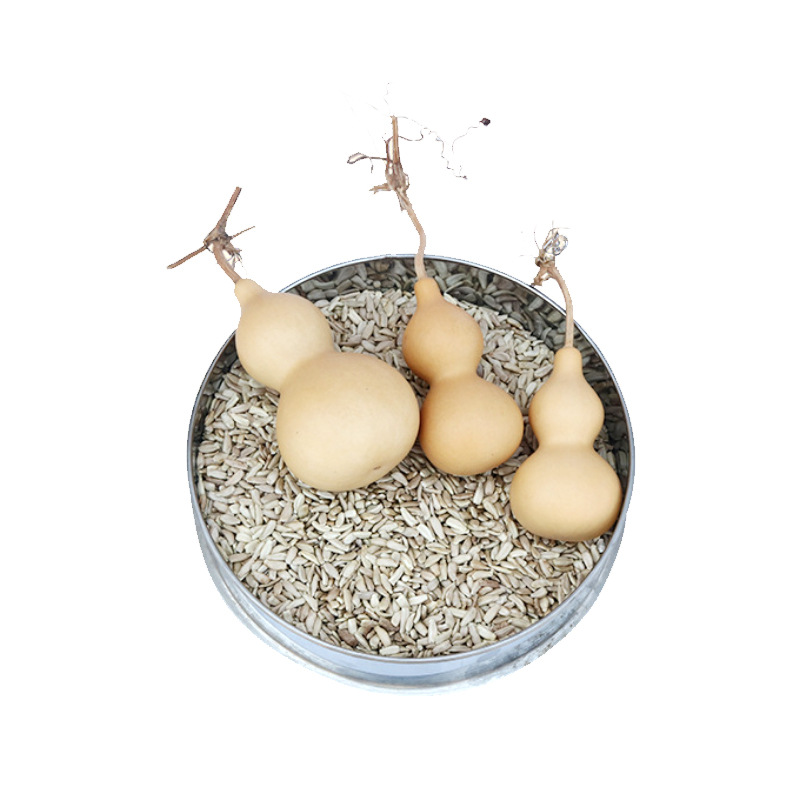 葫芦籽手捻葫芦籽大中小亚腰葫芦种子山东产地货源批发葫芦种籽