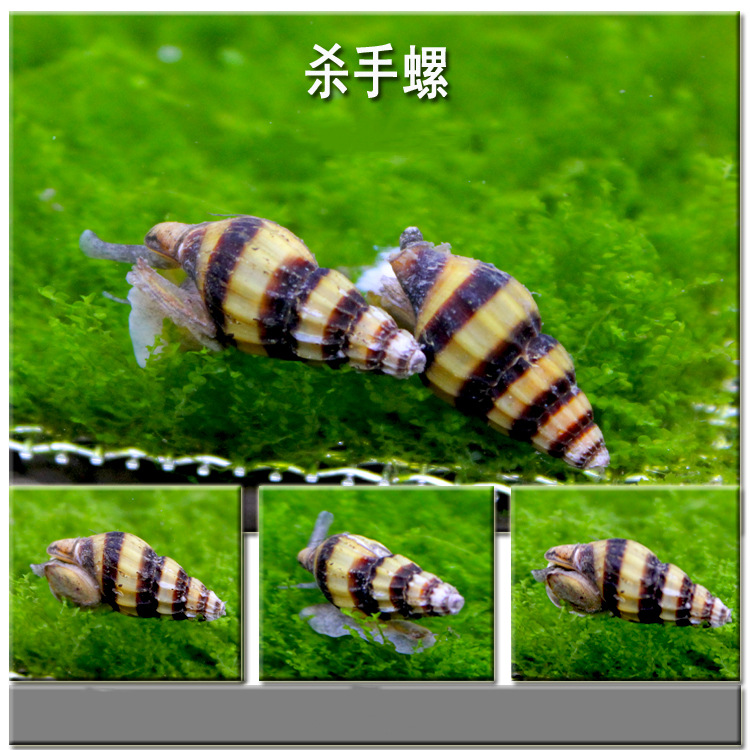 杀手螺大黄蜂螺观赏螺宠物螺除藻螺工具螺活体水族除杂螺除蜗