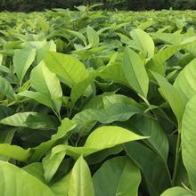 白兰花盆栽玉兰花树苗带花苞黄角兰室内庭院浓香花卉四季开花植物