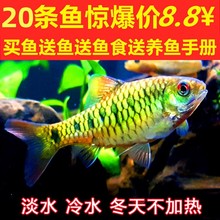 中国斗鱼伴侣条纹小鲃生红眼淡水观赏鱼中国斗鱼伴侣清澡鱼冷水鱼