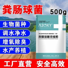 粪肠球菌调水净水产乳酸菌善改肠道鱼塘虾蟹塘水产养殖粪链乳杆菌