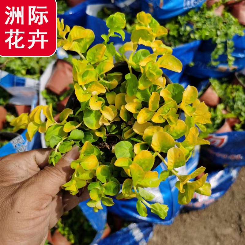 金叶过路黄 多年生耐寒匍匐地被观叶植物 庭院花境植物-阿里巴巴