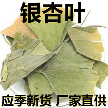 应季新货 新鲜银杏叶 花草茶500克/1斤散装 厂家直供 食用休闲茶