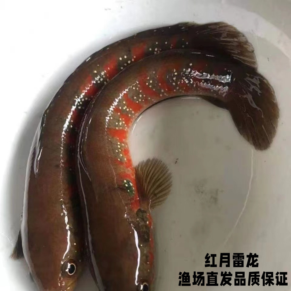雷龙鱼观赏鱼原生鱼月鳢红纹月鳢星点雷龙超红月珍珠赤雷龙蛇头鱼