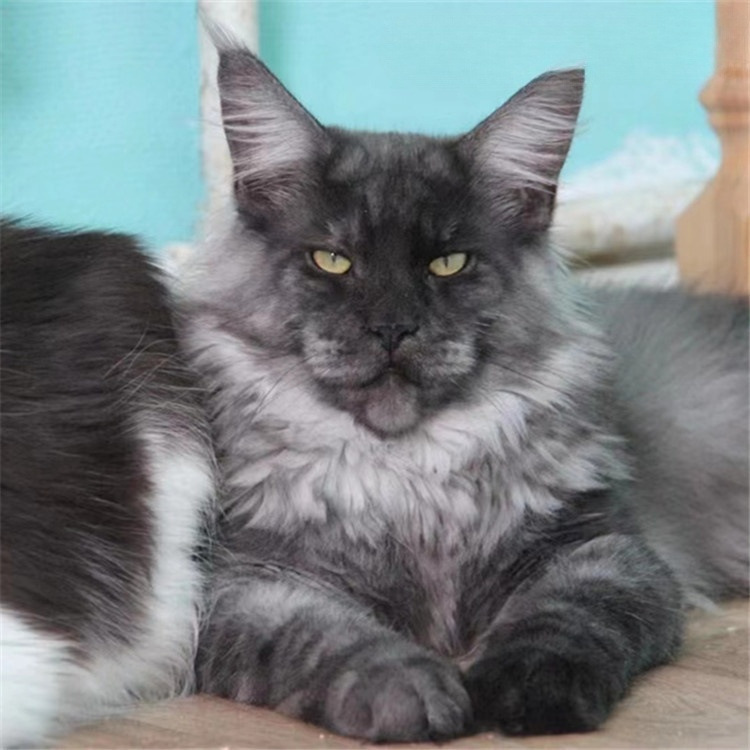 猫活体纯种缅因猫幼猫活体布偶猫幼猫孟加拉豹猫幼猫金渐层猫幼猫