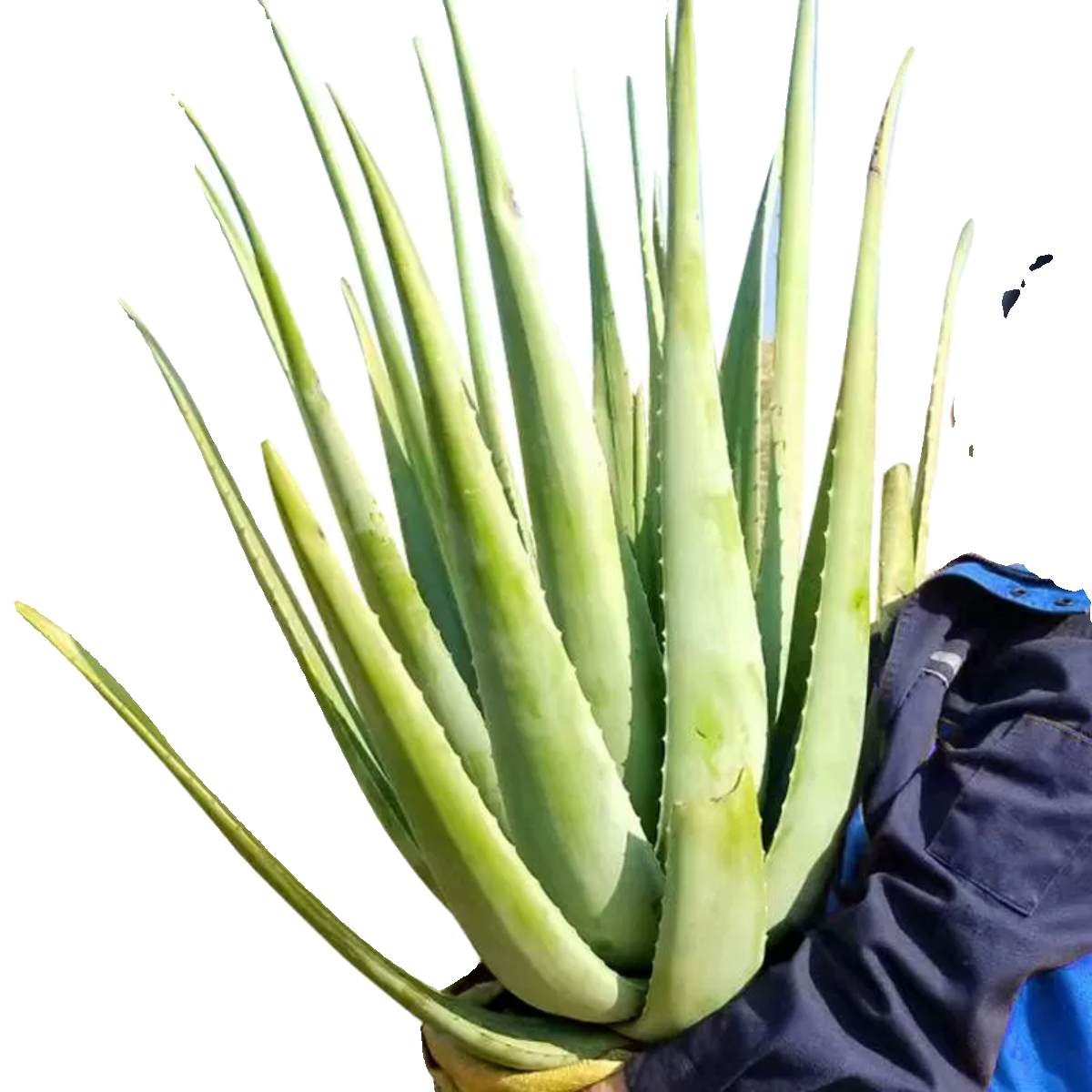 美国库拉索美容院专用芦荟灌肤纳豆奶大颗种植芦荟盆栽苗植物补水