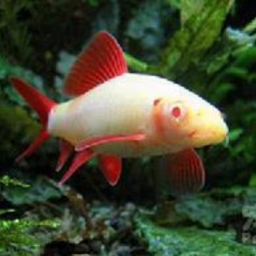 热带鱼 观赏鱼 粉色彩虹鲨 粉红鲨 彩虹鲨鱼 小型鱼-阿里巴巴