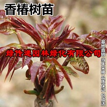 香椿树苗盆栽地栽红油紫油香椿树苗庭院阳台南方北方种植当年采摘