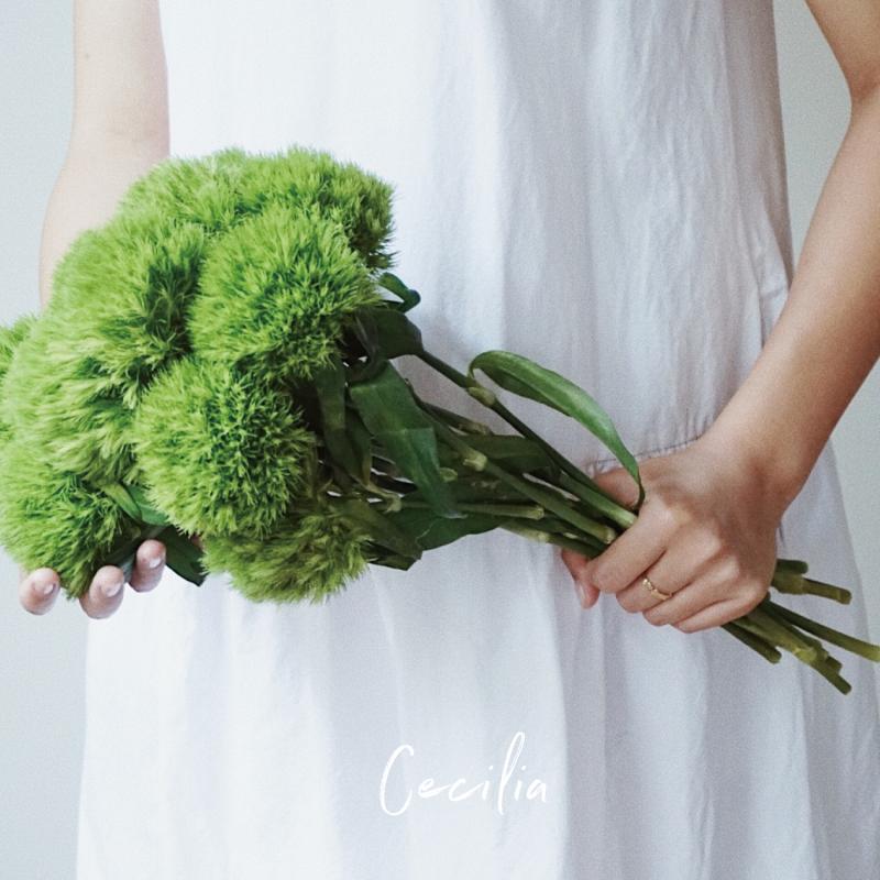 cecilia 绿毛球鲜花 绿石竹水养装饰配草鲜切花 云南基地空运直发