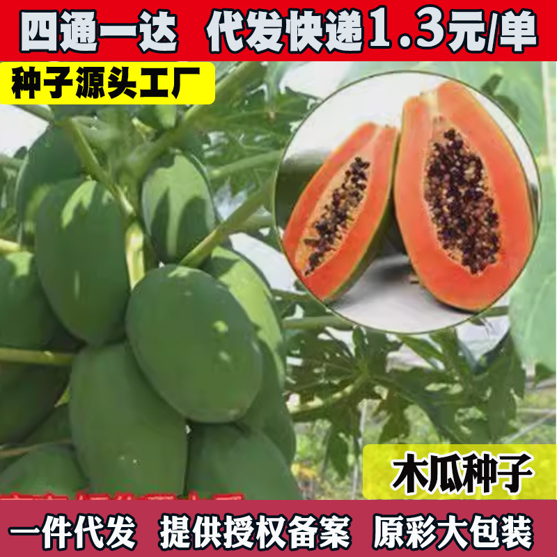 矮生型木瓜种子水果红肉木瓜种子早熟台湾红妃牛奶大青木瓜籽