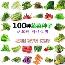 四季播种100款蔬菜种子青菜白菜西红柿小葱黄瓜种阳台盆栽花草菜