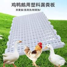 鸡用塑料地板 养鸡塑料漏粪地板 鸡鸭漏粪地板 厂家供应