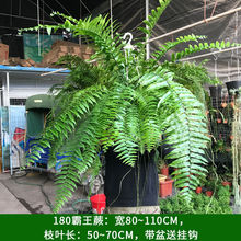 长叶肾蕨波斯顿蕨大型蕨类垂吊水培植物室内外绿植阳台花卉霸王蕨