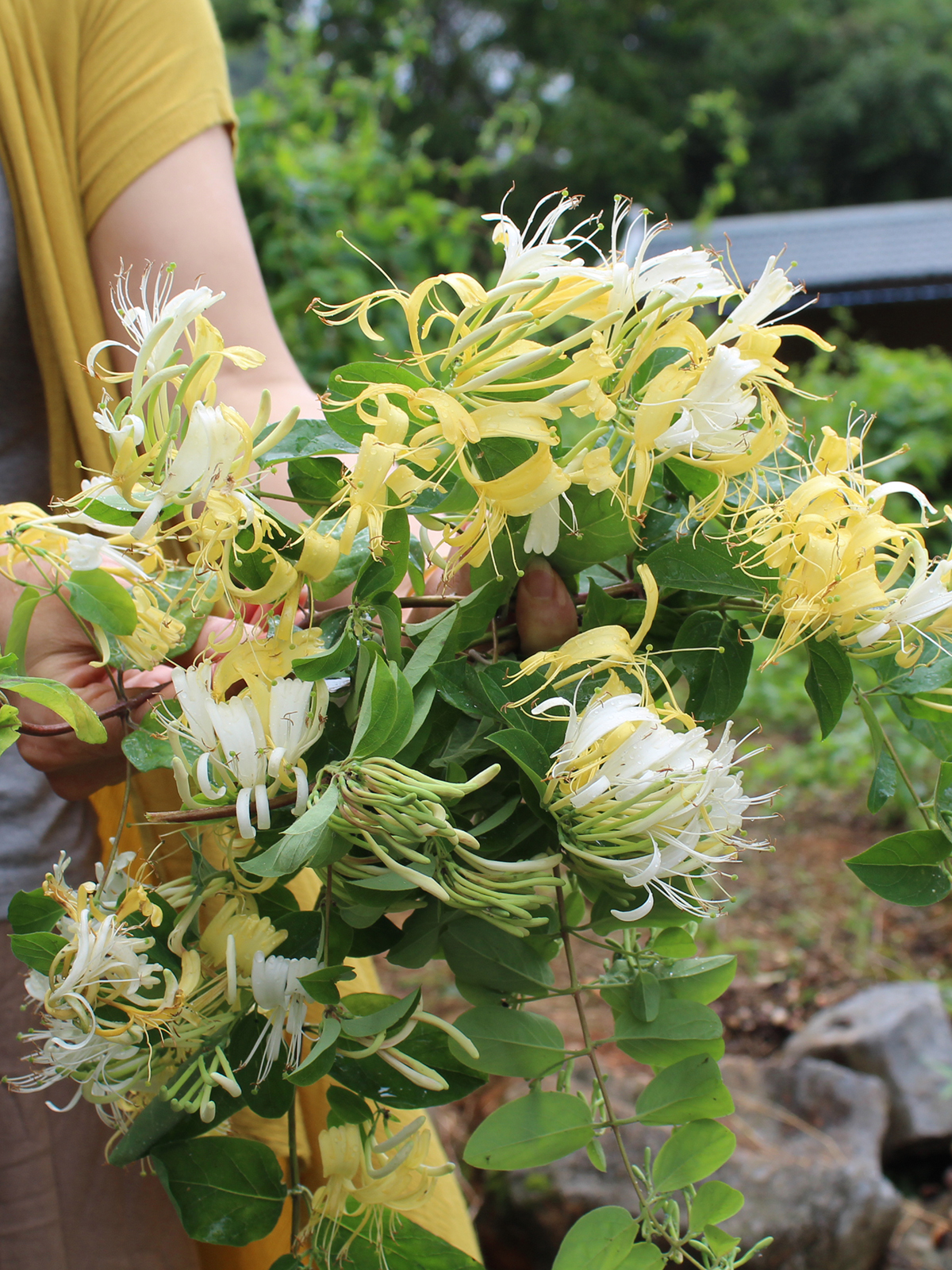 ll瑶小艾广西干净无硫金银花茶清火茶袋装山银花干散装无枝叶