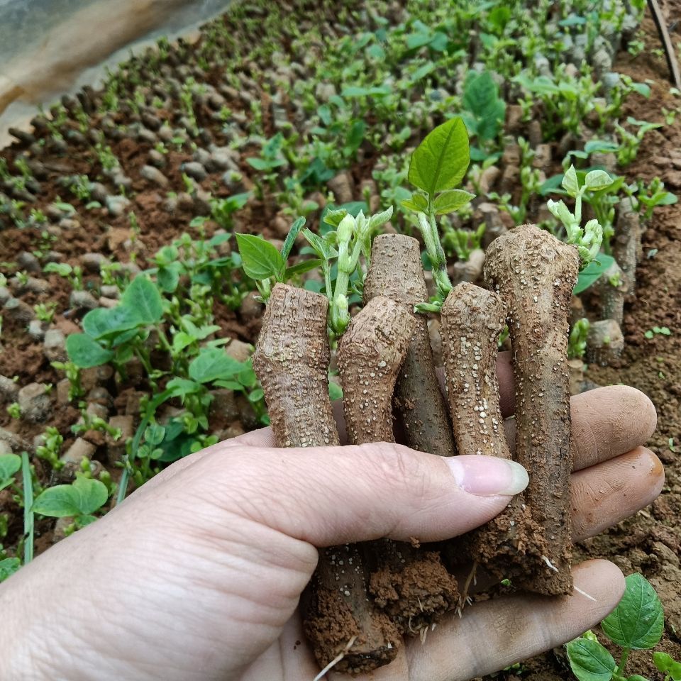 葛根种植苗广西正宗和平葛根苗发芽无渣粉葛苗包邮高产药用爬藤绿