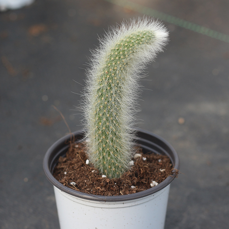 小全园艺多肉盆栽银尾狐仙人柱九尾狐仙人球多肉植物批发基地直销