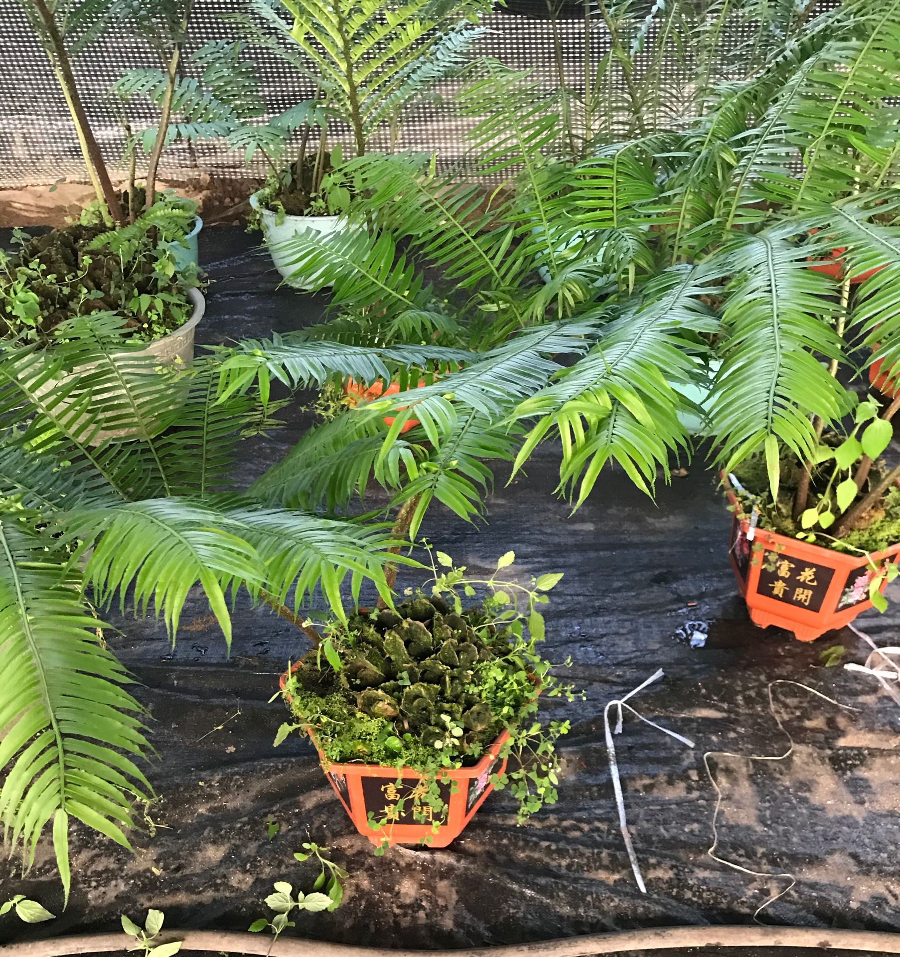 观音莲座厥 马蹄 福建观音座莲 室内大盆厥内植物,带枝叶