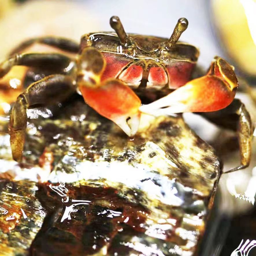 辣椒蟹迷你辣椒蟹 活体宠物 观赏蟹招财蟹淡水螃蟹深水蟹草缸除藻