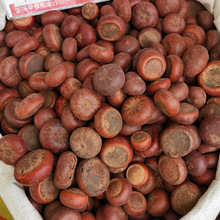 中药材山马蹄 马蹄石 山马蹄 马蹄果大量批发马蹄果 补shen果