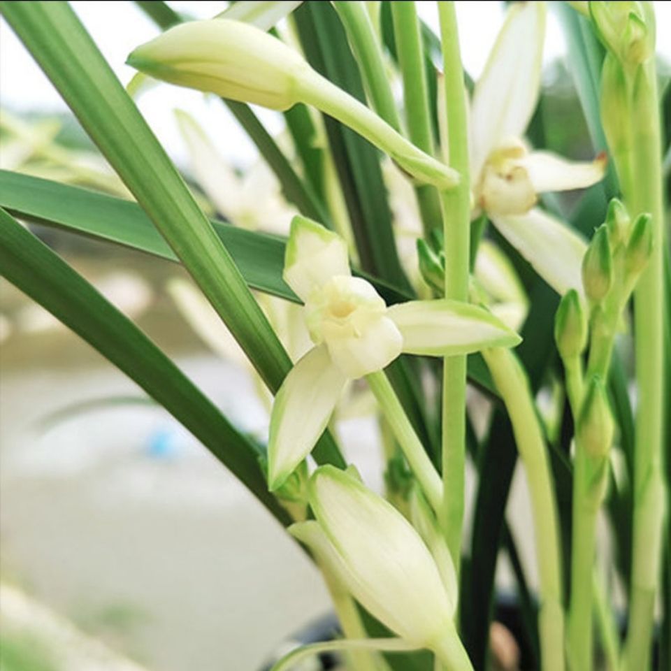 多品种全部带花苞有香味的兰花苗盆栽 浓香建兰黄荷瓣 成本价包邮