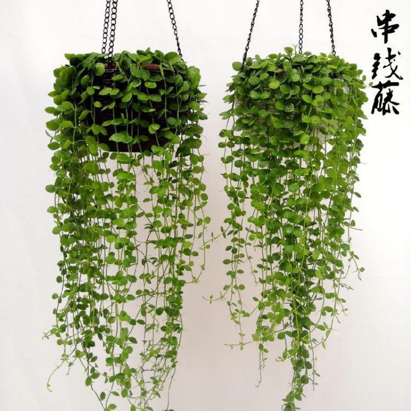 串钱藤吊兰绿植盆栽钱多多吊金钱悬挂垂吊植物净化空气多肉植物