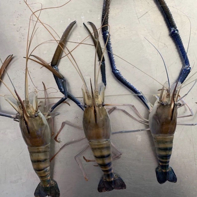 罗氏虾速冻活冻海鲜冰鲜沼大虾大头虾淡水对虾餐厅自助餐一件代发