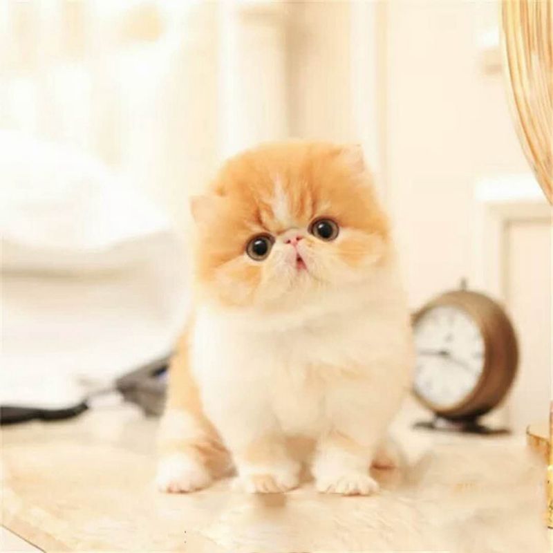 纯种加菲猫咪异国短毛猫幼崽净樊矮脚纯白色加菲猫小猫宠物活物