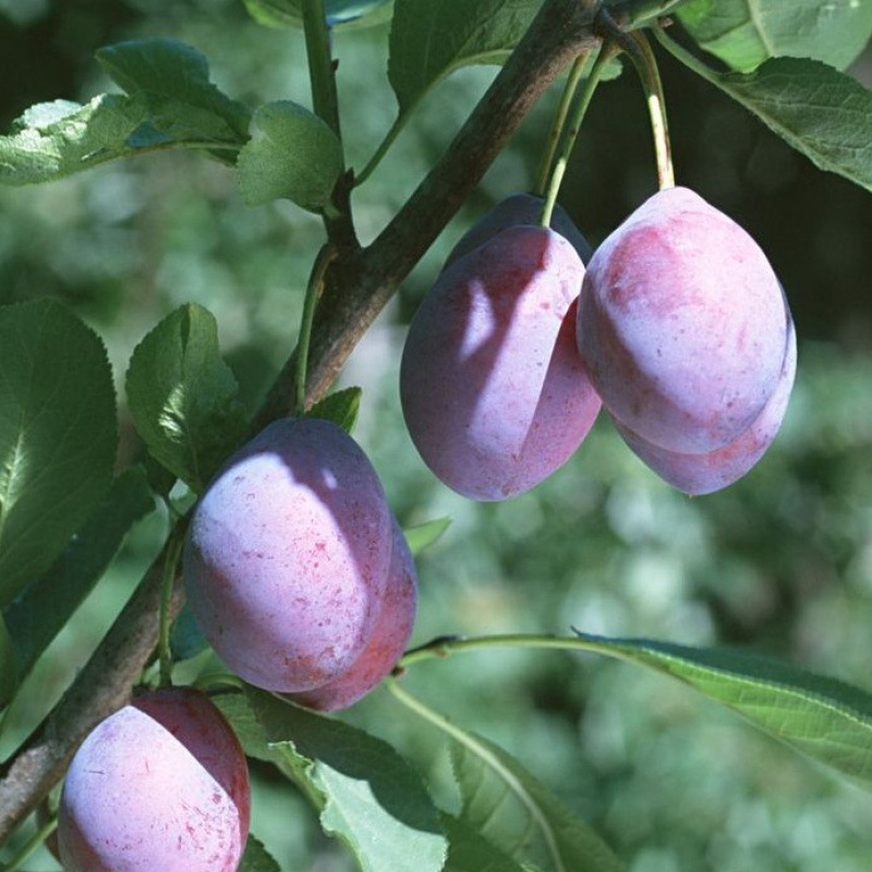 78成交0件林木种子喜树种子旱莲子千张树绿化行道林木苗木树种子￥8.