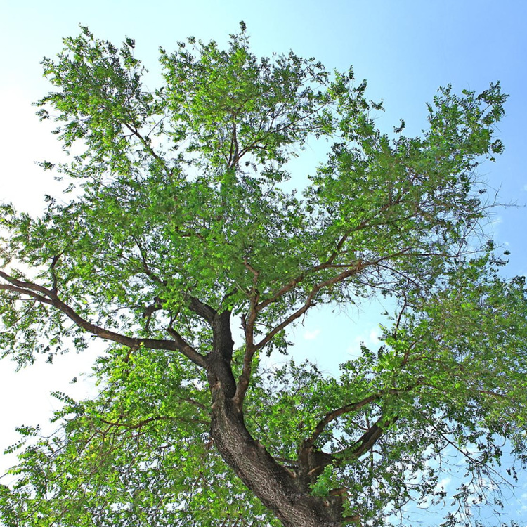 白榆树新种子批发榆树 白榆