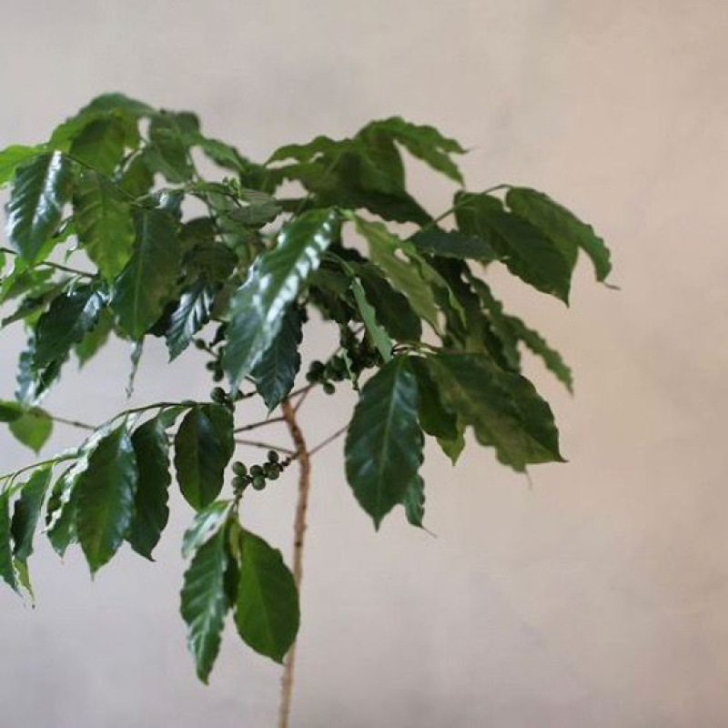 咖啡树盆栽花卉绿植云南特产小粒咖啡好养桌面庭院办公室绿植清香
