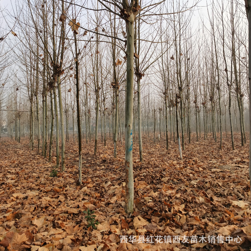 法国梧桐树 供应绿化工程用速生法桐树 河南苗木基地10直径12公分