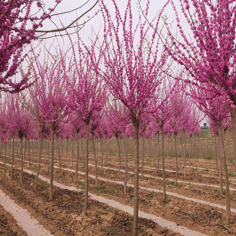 巨紫荆种子紫荆种子多花紫荆树种子洋紫荆加拿大宫粉紫荆种子