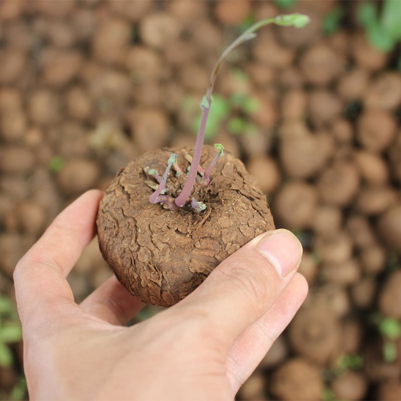 小红藤山乌龟室内盆栽云南多肉块根植物金不换盆景圆叶爬藤-阿里巴巴