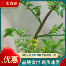 球果蔊菜 风花菜基地批发 自产自销  品种齐全景区造景工程绿化