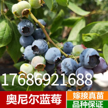 奥尼尔蓝莓带花苞带果发货盆栽地栽特大南方北方阳台种植蓝莓树苗