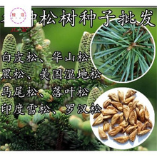 松树种子罗汉松马尾松/黑松/白皮松/华山松/油松/湿地松/雪松种子