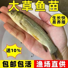 鱼黑黑饵料运输草鱼养殖淡水优质草鱼鲩活体鱼鱼饵鱼苗皖邮青鱼包