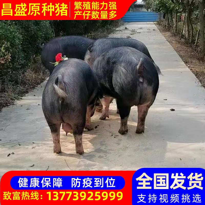 巴克夏黑猪原种巴克夏种猪巴克夏种公猪美系巴克夏公猪巴克夏母猪