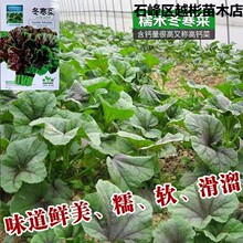 冬寒菜种子高钙菜四川冬葵马蹄莱冬苋菜四季蔬菜种子做汤凉拌