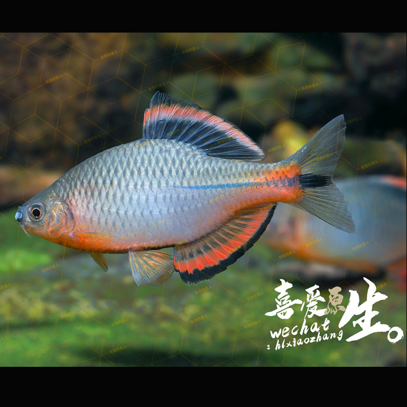 冷水观赏鱼小型淡水鱼好养不加温泉州齐氏鱊旁皮溪流鳑鲏鱼泉齐鱼