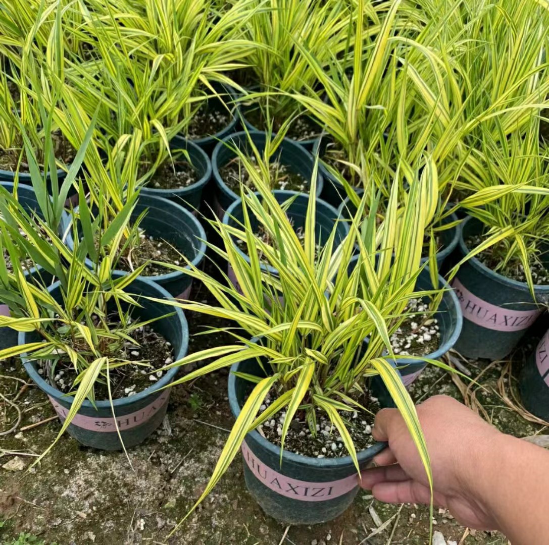 2205基地批发 箱根草 知风草 盆栽 金叶 斑叶 花叶 耐阴观赏草