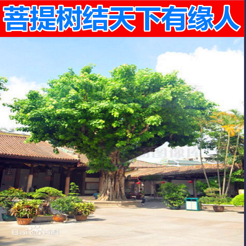 菩提树苗 正宗金刚菩提树苗 庭院绿化菩提子树佛树盆栽地栽平安树