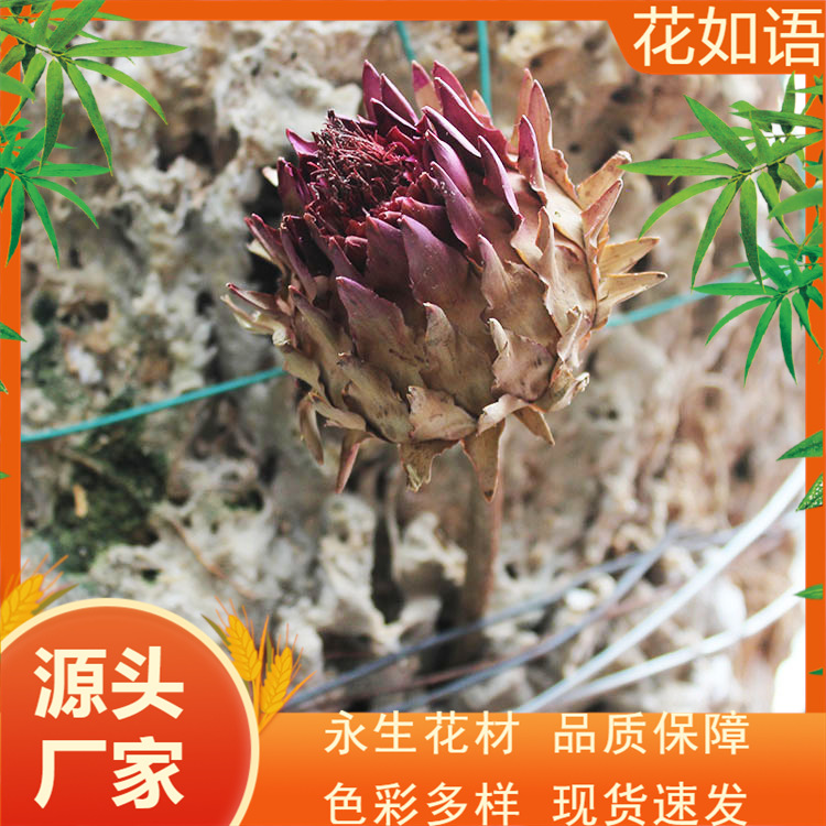 霸王花大号 非洲干花大帝王花摆设装饰 插花拍照道具-阿里巴巴