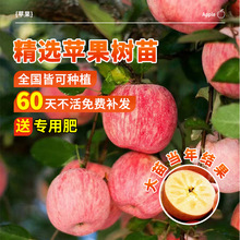 苹果树苗红富士南方种植苗矮化果树多产果苗供应水果树果园种植