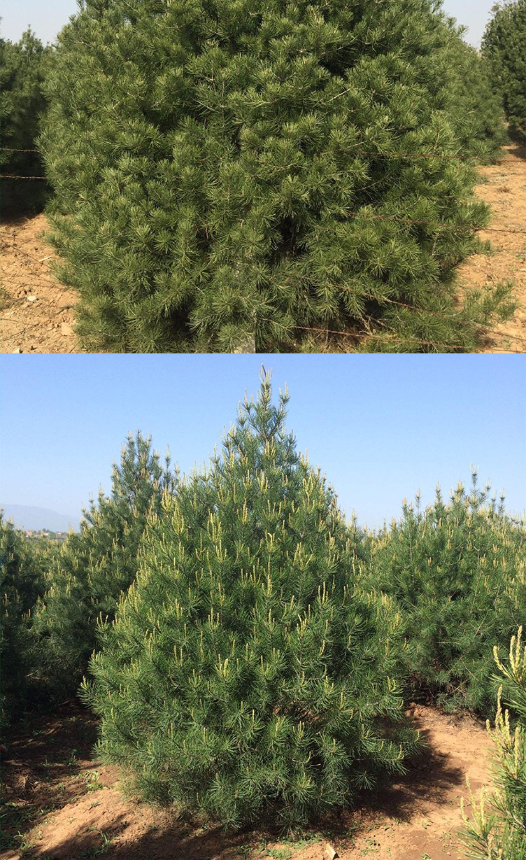 白皮松苗公园庭院别墅观赏苗木 耐寒行道树 绿化工程树