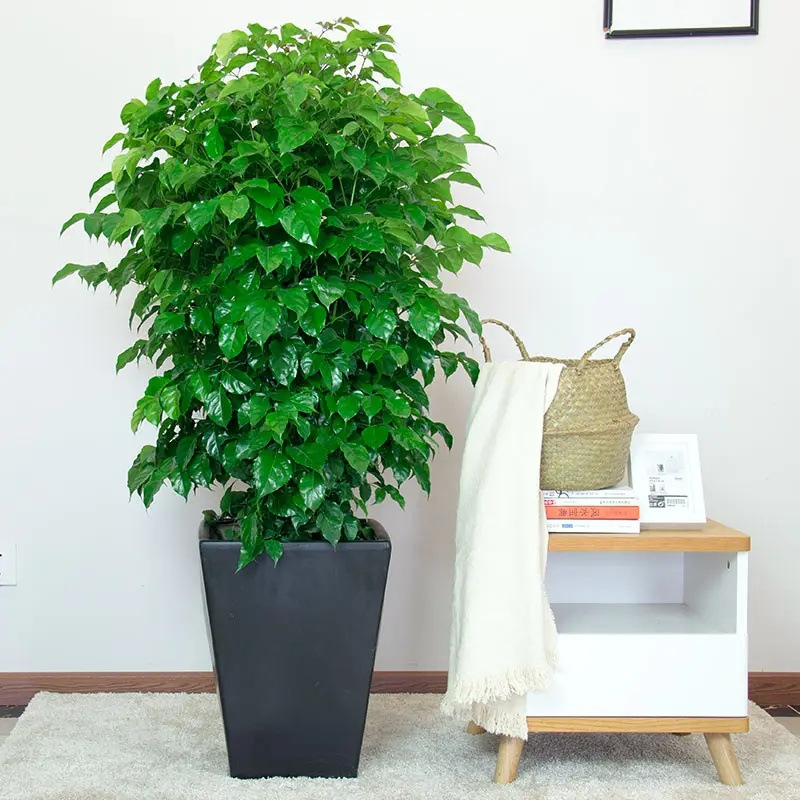 绿宝幸福树盆栽客厅好养花卉绿植室内办公室大型绿宝四季庭院平安