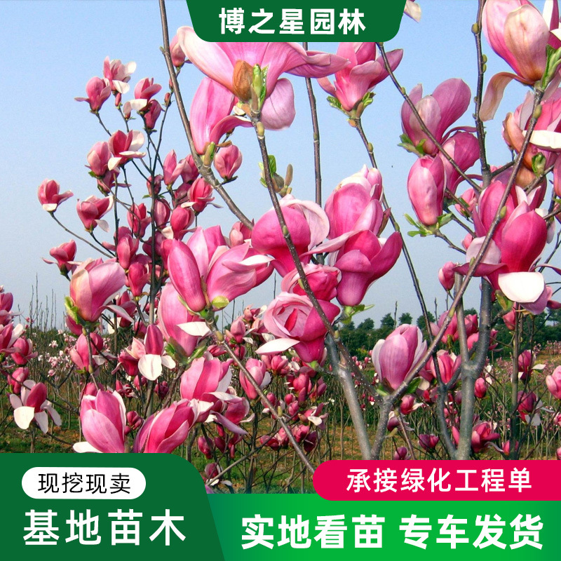 紫玉兰红玉兰树苗城市美化行道树庭院观花植物工程绿化玉兰花树苗