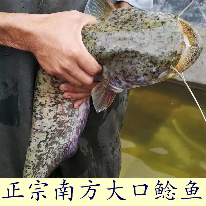 南方大口鲶鱼苗活体淡水养殖大口鲶鱼土鲶鱼苗大口鲶鱼黄辣丁鱼苗